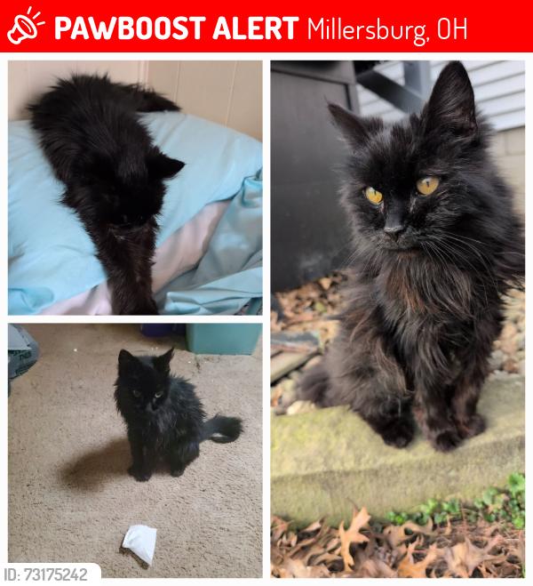 Lost Female Cat last seen Clay St ,NO Name St, Millersburg, OH 44654