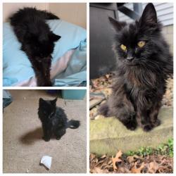 Lost Female Cat last seen Clay St ,NO Name St, Millersburg, OH 44654