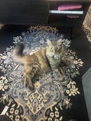 Reunited Female Cat last seen Alameda and Beachwood ave, Burbank, CA 91506