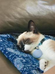 Reunited Male Cat last seen Shaded canyon drive, Henderson, NV 89012