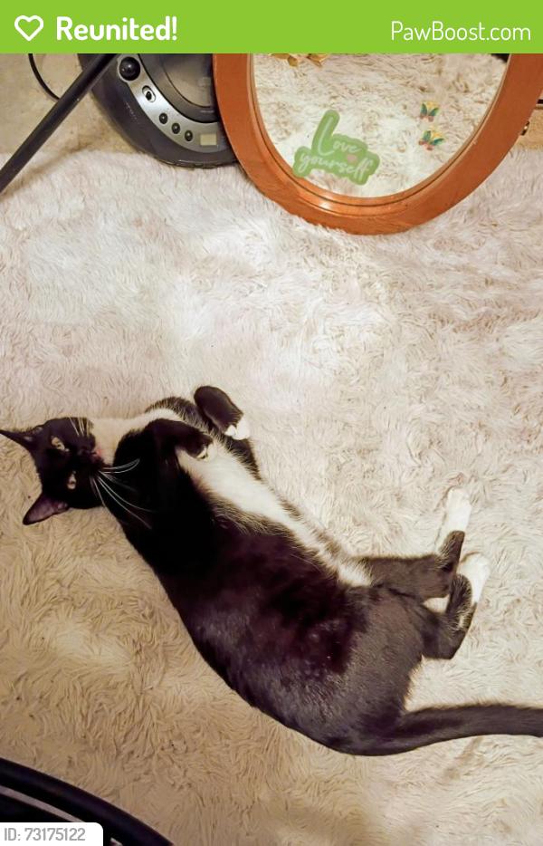 Reunited Female Cat last seen Fort Hood Base, Killeen, TX 76541