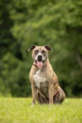 Reunited Female Dog last seen Near and baker farm drive, Franklin County, NC 27596