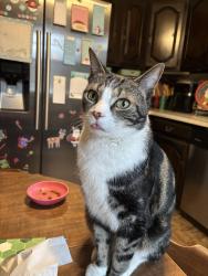 Lost Male Cat last seen St. Vincent and Frontenac, Philadelphia, PA 19111