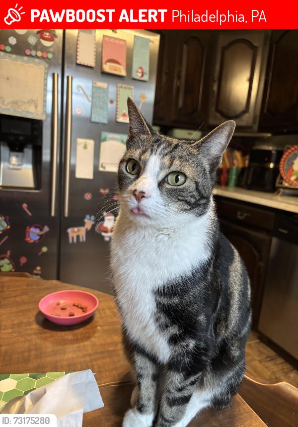 Lost Male Cat last seen St. Vincent and Frontenac, Philadelphia, PA 19111