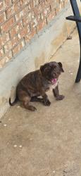 Lost Male Dog last seen Bloomers Garden Center, Elgin, TX 78621