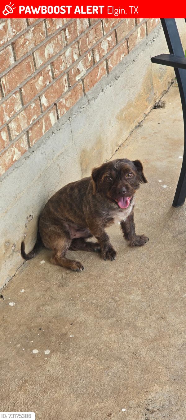 Lost Male Dog last seen Bloomers Garden Center, Elgin, TX 78621