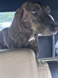 Found/Stray Female Dog last seen Wright Lane, Scott County, TN 37847
