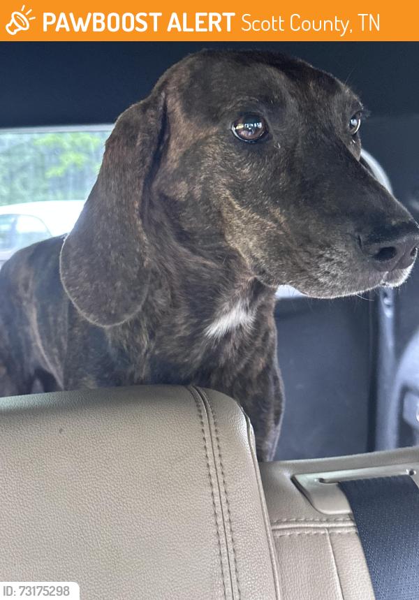 Found/Stray Female Dog last seen Wright Lane, Scott County, TN 37847