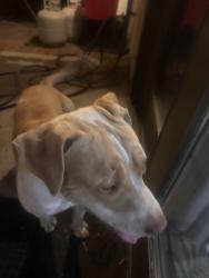 Found/Stray Male Dog last seen Pigeon pass, Moreno Valley, CA 92557
