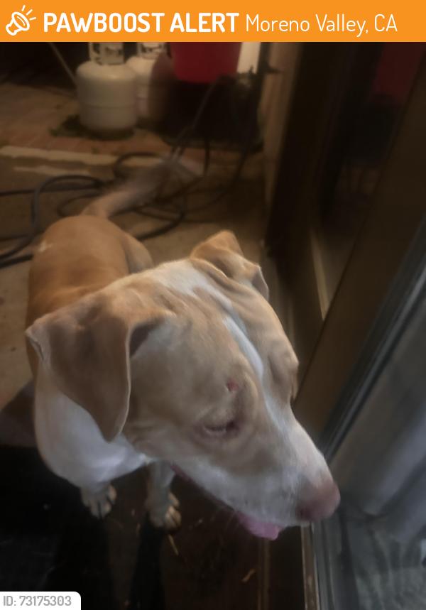 Found/Stray Male Dog last seen Pigeon pass, Moreno Valley, CA 92557