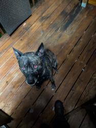 Reunited Male Dog last seen Hiddenite, Hiddenite, NC 28636