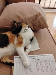 Lost Female Cat last seen Clinton and second, Defiance, OH 43512