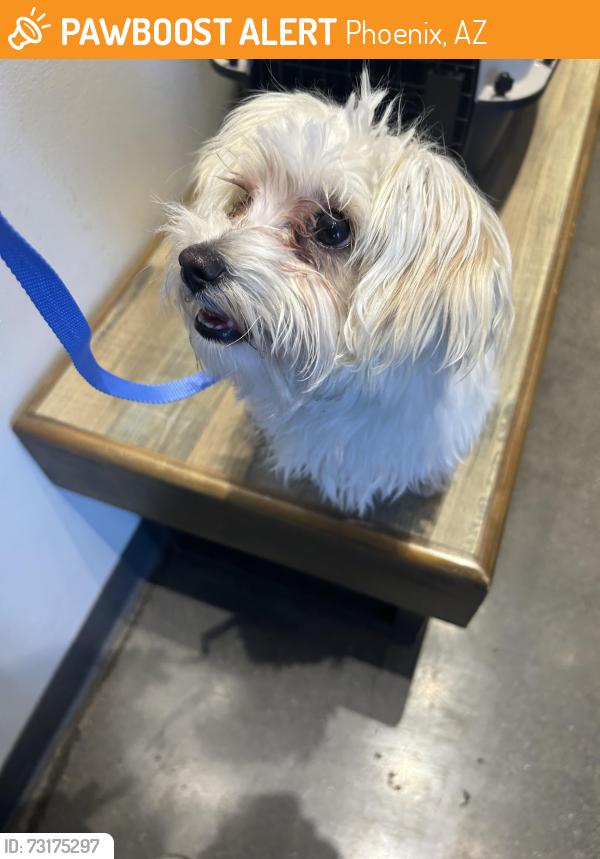 Found/Stray Female Dog last seen 43rd Camelback, Phoenix, AZ 85018