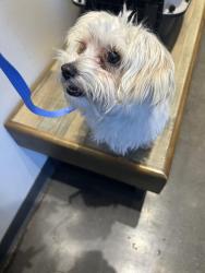 Found/Stray Female Dog last seen 43rd Camelback, Phoenix, AZ 85018