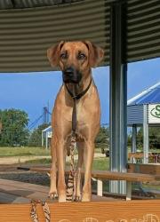 Reunited Female Dog last seen Rocky Top Worship Center, Rocky Top, TN 37769