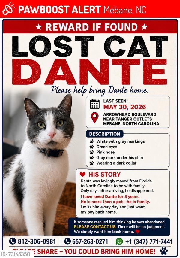 Lost Male Cat last seen Mebane, Mebane, NC 27302