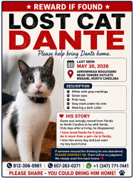 Lost Male Cat last seen Mebane, Mebane, NC 27302
