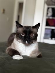 Reunited Male Cat last seen Lameys Mill and Alder Crossing, Vancouver, BC V6H 3S8