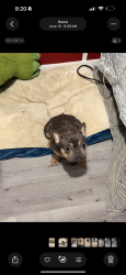 Lost Female Dog last seen Near Lincoln st, Hollywood, FL 33021