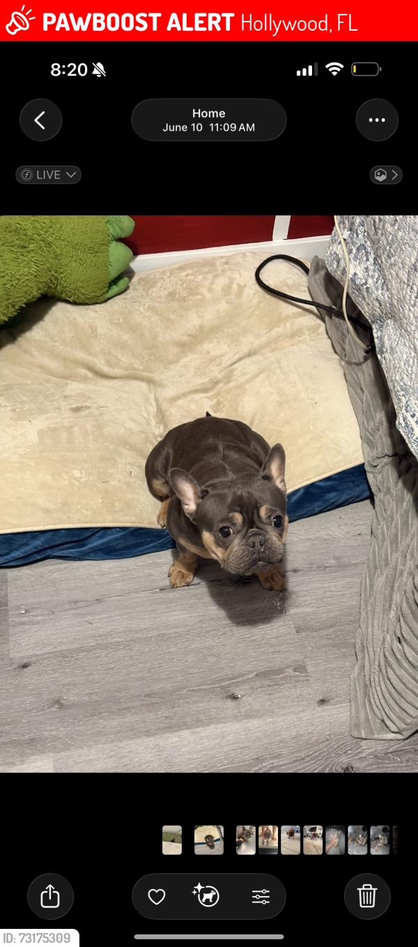 Lost Female Dog last seen Near Lincoln st, Hollywood, FL 33021