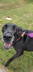 Found/Stray Female Dog last seen Quail creek, Bellevue, NE 68123