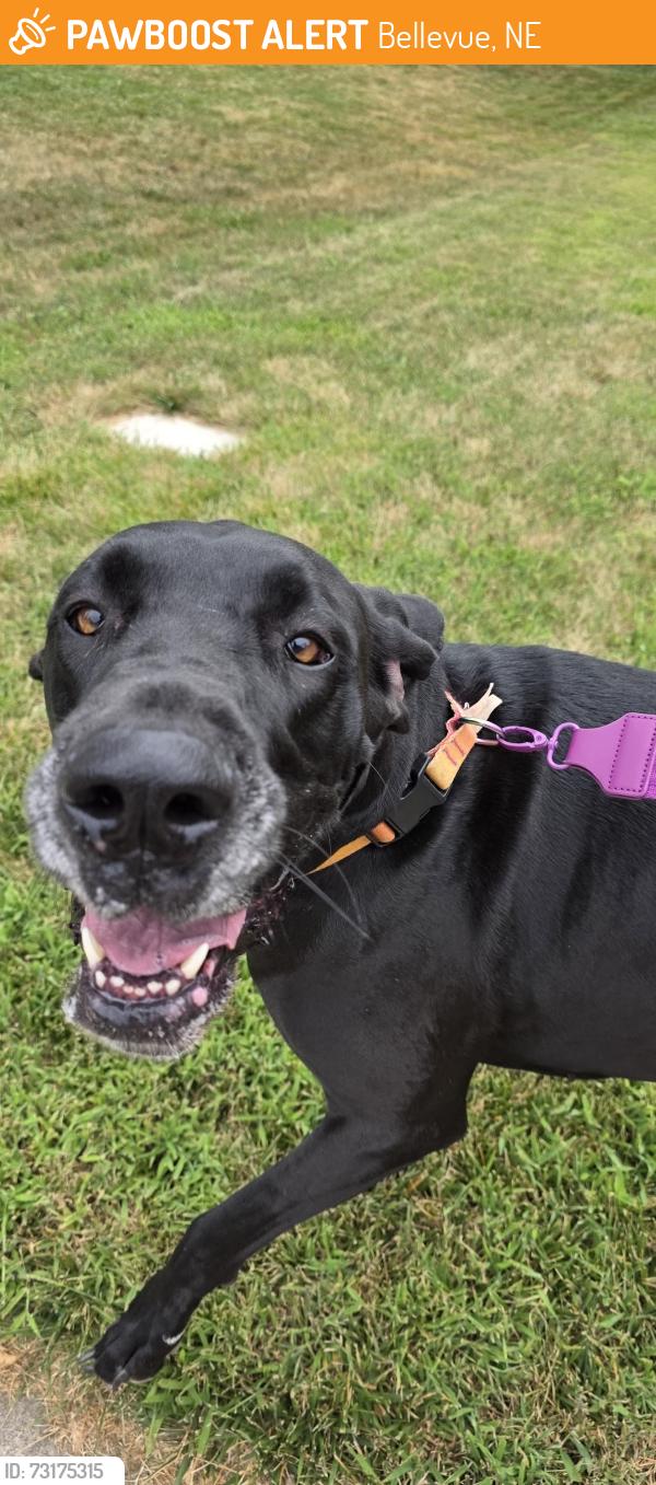 Found/Stray Female Dog last seen Quail creek, Bellevue, NE 68123