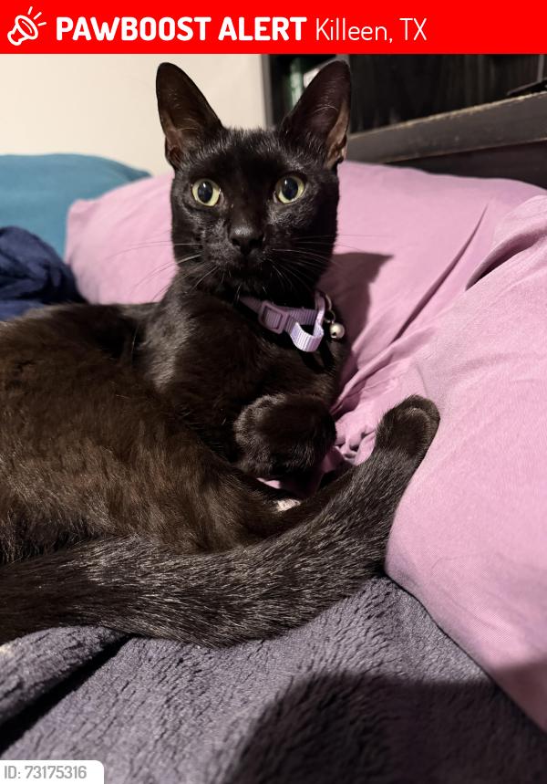 Lost Male Cat last seen street, Killeen, TX 76549