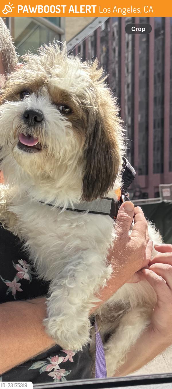 Found/Stray Unknown Dog last seen Veteran Park, Los Angeles, CA 90024