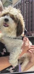 Found/Stray Unknown Dog last seen Veteran Park, Los Angeles, CA 90024