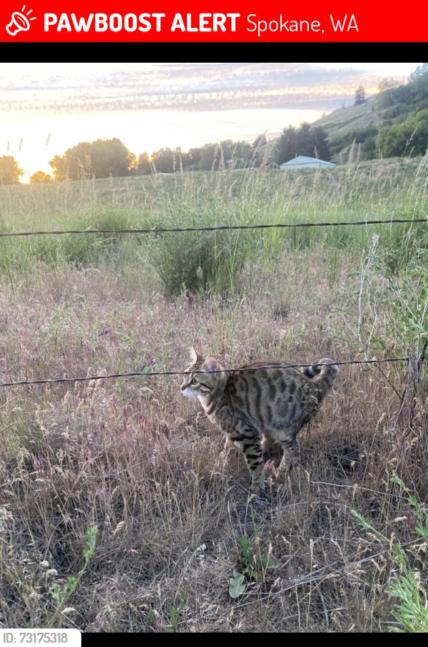 Lost Female Cat last seen Safeway, Spokane, WA 99209