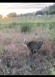 Lost Female Cat last seen Safeway, Spokane, WA 99209