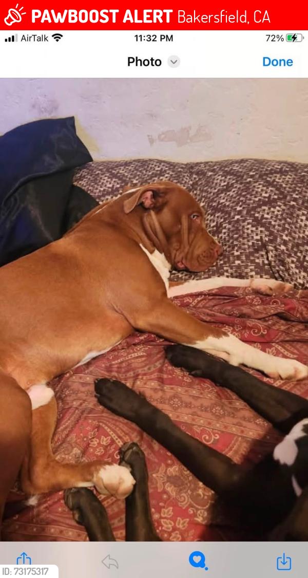Lost Male Dog last seen Auburn and columbus, Bakersfield, CA 93306