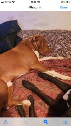 Lost Male Dog last seen Auburn and columbus, Bakersfield, CA 93306