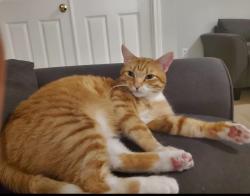 Lost Male Cat last seen Near 224th PL SE Maple Valley, Maple Valley, WA 98038
