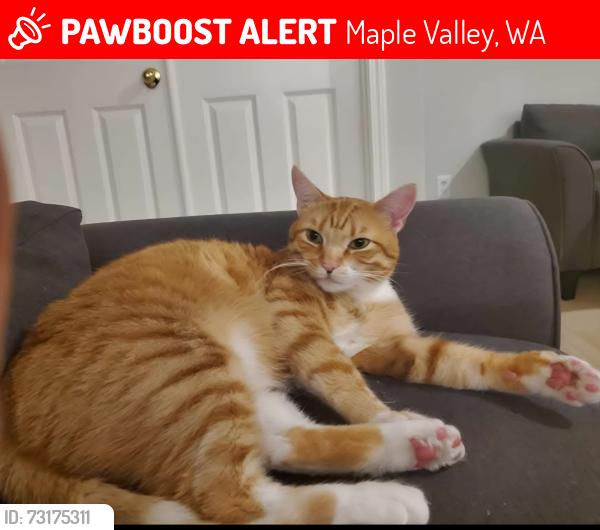 Lost Male Cat last seen Near 224th PL SE Maple Valley, Maple Valley, WA 98038
