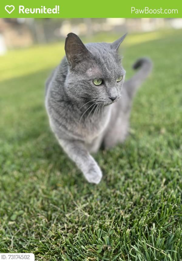 Reunited Female Cat last seen Fatima St in Menasha/Fox Crossing, Menasha, WI 54952