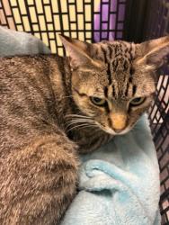 Shelter Stray Female Cat last seen Near BLOCK KALISPELL, 12155 Park Blvd, Brighton, CO 80601, USA