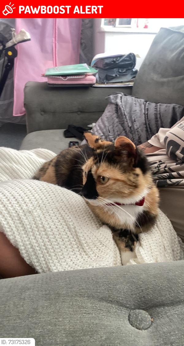 Lost Female Cat last seen Green lane l13, Merseyside, England L13 6RJ