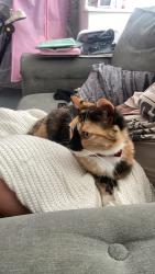 Lost Female Cat last seen Green lane l13, Merseyside, England L13 6RJ