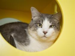 Shelter Stray Male Cat last seen THOMAS RD & 75TH, 5501 E Van Buren St, Phoenix, AZ 85008, USA