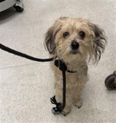 Shelter Stray Female Dog last seen , 11361 W Pico Blvd, Los Angeles, CA 90064, USA