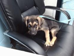 Shelter Stray Male Dog last seen ATRISCO/CENTRAL, 11800 Sunset Gardens Rd SW, Albuquerque, NM 87121, USA