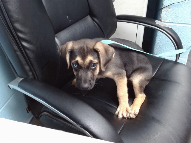 Shelter Stray Male Dog last seen ATRISCO/CENTRAL, 11800 Sunset Gardens Rd SW, Albuquerque, NM 87121, USA