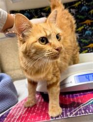 Shelter Stray Female Cat last seen Near BLOCK N LYNN CIR, JURUPA VALLEY CA 91752, 6851 Van Buren Boulevard, Jurupa Valley, CA 92509, USA