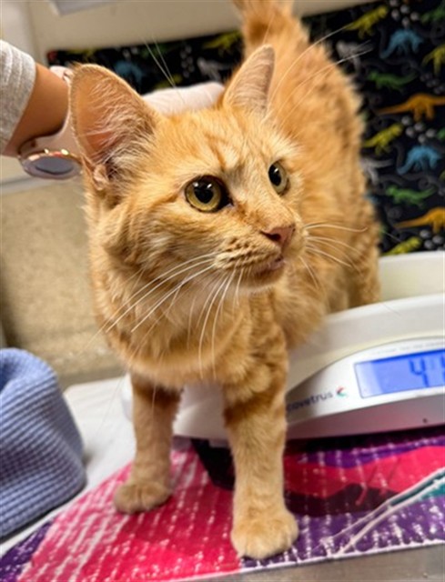 Shelter Stray Female Cat last seen Near BLOCK N LYNN CIR, JURUPA VALLEY CA 91752, 6851 Van Buren Boulevard, Jurupa Valley, CA 92509, USA