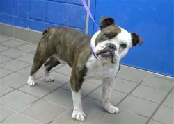 Shelter Stray Male Dog last seen DAKOTA & EASTERN, 8920 Lomas Blvd NE, Albuquerque, NM 87112, USA
