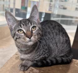 Shelter Stray Female Cat last seen , 3201 Lacy St, Los Angeles, CA 90031, USA