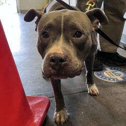 Shelter Stray Female Dog last seen , 1850 W 60th St, Los Angeles, CA 90047, USA