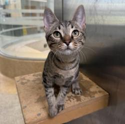 Shelter Stray Female Cat last seen , 3201 Lacy St, Los Angeles, CA 90031, USA