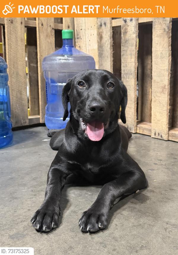 Found/Stray Female Dog last seen Tesco Warehouse, Murfreesboro, TN 37127